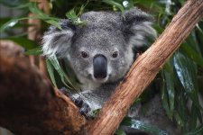 Chính phủ chi 50 triệu đô để bảo tồn loài gấu koala