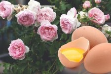 Trứng gà là "siêu thực phẩm" giúp hoa hồng bật mầm mạnh, lớn nhanh