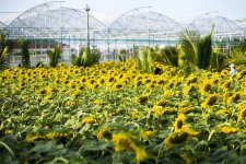 Vườn hoa hướng dương mới ở Phú Yên hút khách tham quan
