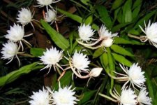 6 loại cây chỉ nở hoa vào ban đêm, hương thơm nứt mũi