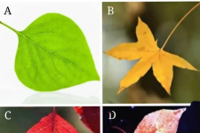 Trắc nghiệm tâm lý: Bạn sẽ chọn chiếc lá nào?