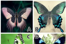 Trắc nghiệm tâm lý: Bạn thích com bướm nào nhất?