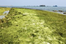"Tấm thảm" rêu xanh trầm tích núi lửa ở đảo Lý Sơn