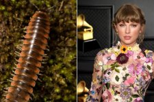 Taylor Swift được đặt tên cho loài milipede