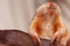 Tìm thấy chuột chũi mù hiếm gặp ở Tây Úc