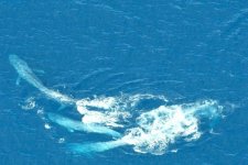 Ba con cá voi xanh bị cuốn vào cuộc chiến giành quyền giao phối