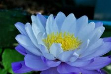 Trắc nghiệm tâm lý: Bông hoa sen được chọn sẽ hé lộ nhiều điều về tâm hồn của bạn