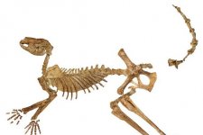Phát hiện hóa thạch của ba loài chuột túi cổ đại khổng lồ mới
