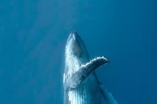 Cá voi lưng gù nhào lộn dưới đại đương