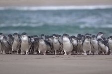 Hàng ngàn chim cánh cụt "diễu hành" ở đảo Phillip