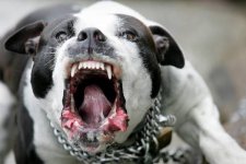 Queensland: Dùng cung bắn 3 con chó pitbull để trả thù cho chó cưng