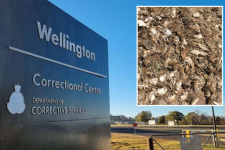 NSW: Nhà tù sơ tán vì chuột tổng tấn công