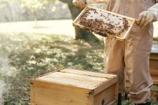 Những người nuôi ong ở Tây Úc đang phải đối mặt với một mùa khó khăn