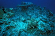 Hiện tượng tẩy trắng san hô khiến các đại dương chết dần