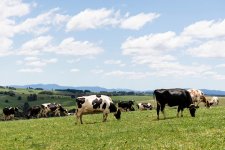 Cách công nghệ định hình ngành chăn nuôi bò sữa của Úc