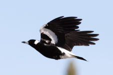 Tin Úc: Cảnh báo mùa chim ác là “tấn công”