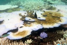 Từ rạn san hô Great Barrier bị tẩy trắng đến nỗi lo di sản thế giới