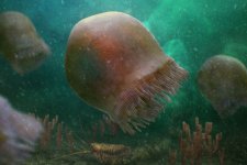 Phát hiện hóa thạch 505 triệu năm của một loài sứa cổ