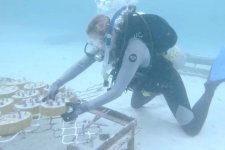 Robot đưa những rặng san hô quý hiếm trở lại sự sống