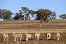Tháng Chín khô kỷ lục nhất tại Úc