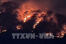 Gần 400 vụ cháy rừng trong 1 tuần tại New South Wales
