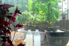 Cách dùng nước vo gạo để giúp cây tươi tốt