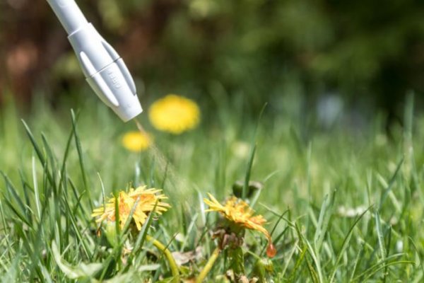 Victoria: Hỗ trợ cho cộng đồng để ngăn ngừa cỏ dại và sâu bệnh