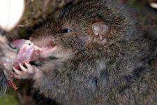 Thú có túi Antechinus ăn thịt đồng loại và giao phối đến chết