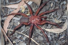 Loài nhện quý hiếm ở Queensland
