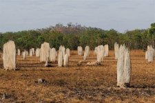 "Nghĩa địa mối" khổng lồ ở Bắc Úc