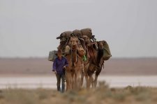 Cô gái bỏ việc để đi bộ 5.000 km cùng những chú lạc đà