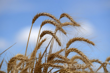 Tin Úc: Phát hiện ra gen mới có thể nâng cao chất lượng của cây lúa mì