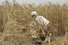 Vì sao Ấn Độ cấm xuất khẩu lúa mì?