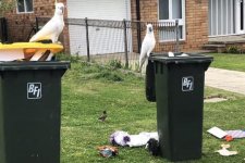 Sydney: Thử nghiệm gắn chốt khóa thùng rác chặn vẹt mào