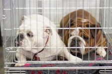 Victoria: Cải cách lĩnh vực nhận nuôi thú cưng ở tiểu bang