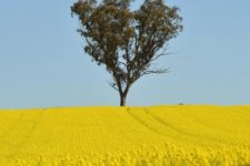 Tin Úc: Ngành nông nghiệp Úc sẽ cung cấp sản lượng cao kỷ lục trong năm tới