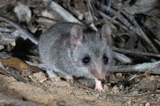 Quần thể chuột có túi nhỏ cực kỳ nguy cấp trên đảo Kangaroo