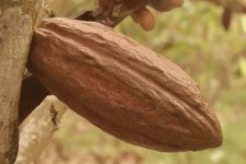 Ngành sản xuất chocolate thiệt hại do giá cacao tăng cao