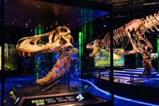 Melbourne: Hóa thạch khủng long quý hiếm sẽ được trưng bày tại Bảo tàng Melbourne