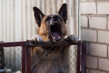 Tin Úc: Mỗi tuần có hơn 55 nhân viên đưa thư bị chó tấn công khi đang làm việc