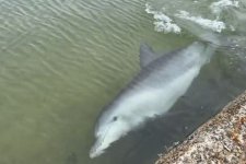 Perth: Cá heo khổng lồ rượt đuổi đàn cá gần bờ