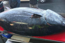 NSW: Câu được cá ngừ khổng lồ nặng 271kg trên biển