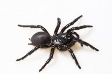 Nọc độc nhện ngăn chặn biến chứng nhồi máu cơ tim