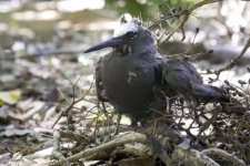 Bí ẩn cây Pisonia sát hại các loài chim