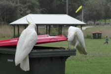 Loài vẹt mào Sulphur dạy nhau cạy nắp thùng rác bới thức ăn