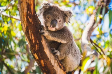 Nhiều gấu koala chết bí ẩn ở Victoria