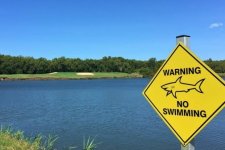 Brisbane: Cá mập xâm chiếm hồ nước ở sân golf