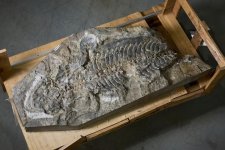 Giải mã thành công hóa thạch loài động vật lưỡng cư cổ đại ở New South Wales
