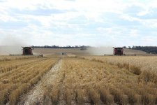 Vụ lúa mì ở miền đông nước Úc sẽ bị ảnh hưởng bởi nắng nóng