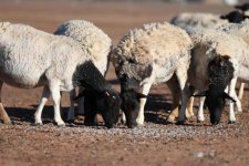 Tin Úc: Giá trị sản xuất trang trại tăng vọt lên 73 tỷ đô la